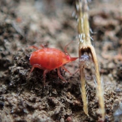 Bdellidae sp. (family) (Unidentified Snout Mite) at Mount Painter - 7 Jun 2020 by CathB