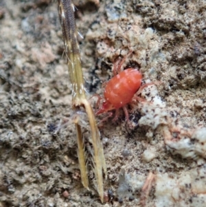 Bdellidae sp. (family) at Cook, ACT - 7 Jun 2020