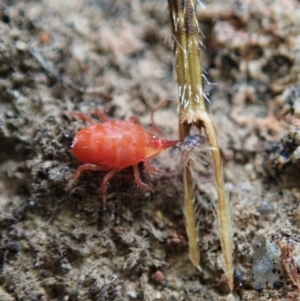 Bdellidae sp. (family) at Cook, ACT - 7 Jun 2020