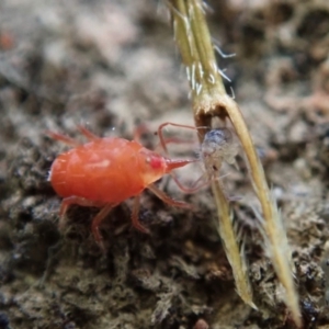 Bdellidae sp. (family) at Cook, ACT - 7 Jun 2020