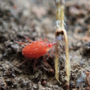 Bdellidae sp. (family) at Cook, ACT - 7 Jun 2020