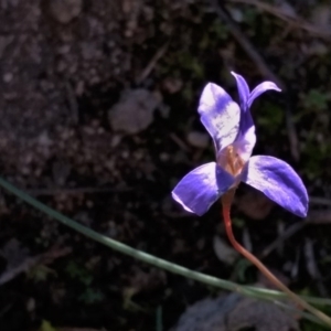 Wahlenbergia sp. at Banks, ACT - 3 Jun 2020 11:41 AM