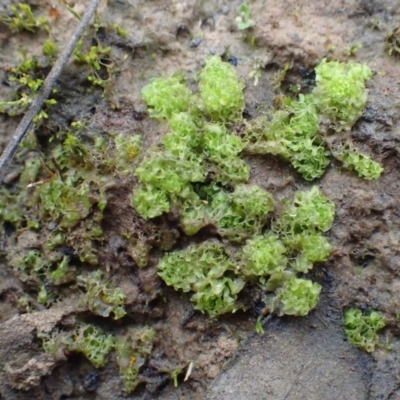 Fossombronia sp. (genus) (A leafy liverwort) at Hackett, ACT - 9 Jun 2020 by RWPurdie