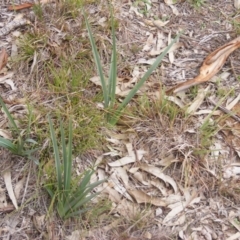 Dianella sp. aff. longifolia (Benambra) (Pale Flax Lily, Blue Flax Lily) at Campbell, ACT - 9 Jun 2020 by MichaelMulvaney