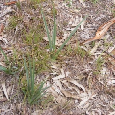 Dianella sp. aff. longifolia (Benambra) (Pale Flax Lily, Blue Flax Lily) at Campbell, ACT - 9 Jun 2020 by MichaelMulvaney