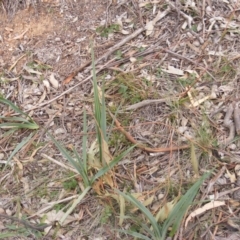 Dianella sp. aff. longifolia (Benambra) (Pale Flax Lily, Blue Flax Lily) at Mount Ainslie to Black Mountain - 9 Jun 2020 by MichaelMulvaney