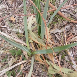 Dianella sp. aff. longifolia (Benambra) at Campbell, ACT - 9 Jun 2020