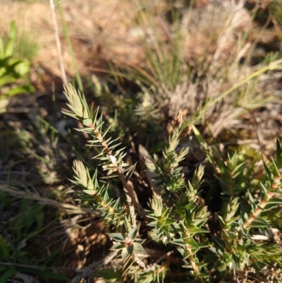 Melichrus urceolatus (Urn Heath) at Mount Pleasant - 9 Jun 2020 by Kym