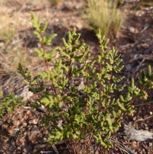 Cheilanthes sieberi at Campbell, ACT - 9 Jun 2020 03:35 AM