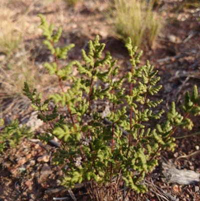 Cheilanthes sieberi (Rock Fern) at Mount Ainslie to Black Mountain - 8 Jun 2020 by Kym