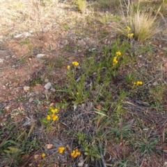 Chrysocephalum apiculatum (Common Everlasting) at Mount Pleasant - 9 Jun 2020 by Kym