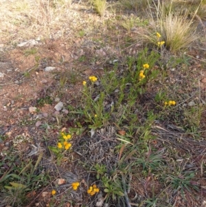 Chrysocephalum apiculatum at Campbell, ACT - 9 Jun 2020