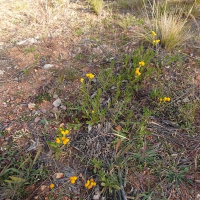 Chrysocephalum apiculatum (Common Everlasting) at Mount Pleasant - 9 Jun 2020 by Kym