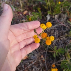 Chrysocephalum apiculatum at Campbell, ACT - 9 Jun 2020