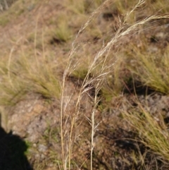 Austrostipa scabra at Campbell, ACT - 8 Jun 2020 10:48 AM