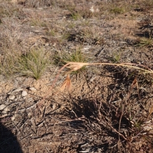 Themeda triandra at Campbell, ACT - 8 Jun 2020 10:53 AM