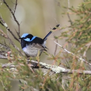 Malurus cyaneus at Acton, ACT - 13 May 2020