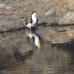 Vanellus miles (Masked Lapwing) at Acton, ACT - 13 May 2020 by Alison Milton