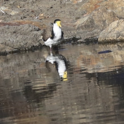 Vanellus miles (Masked Lapwing) at Acton, ACT - 13 May 2020 by Alison Milton