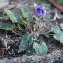 Viola betonicifolia (Mountain Violet) at Cotter River, ACT - 8 Jun 2020 by Sarah2019