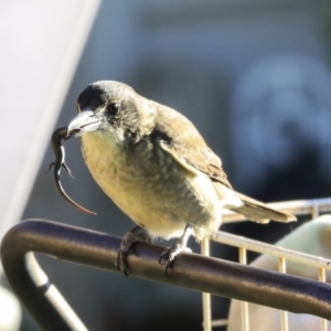 Cracticus torquatus at Higgins, ACT - 17 Apr 2020