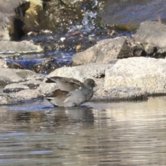 Gallinula tenebrosa (Dusky Moorhen) at Acton, ACT - 13 May 2020 by Alison Milton