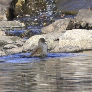 Gallinula tenebrosa at Acton, ACT - 13 May 2020