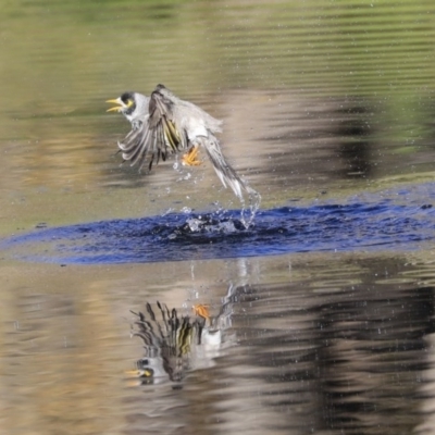 Manorina melanocephala (Noisy Miner) at Acton, ACT - 13 May 2020 by Alison Milton