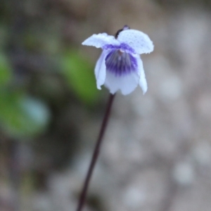 Viola hederacea at Cotter River, ACT - 8 Jun 2020