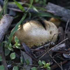 Scleroderma sp. (Scleroderma) at Majura, ACT - 8 Jun 2020 by jbromilow50