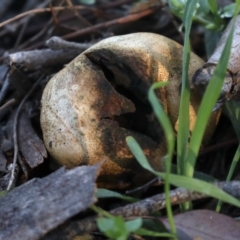 Scleroderma sp. at Majura, ACT - 8 Jun 2020