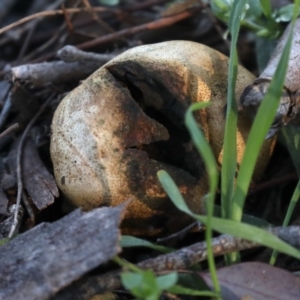 Scleroderma sp. at Majura, ACT - 8 Jun 2020