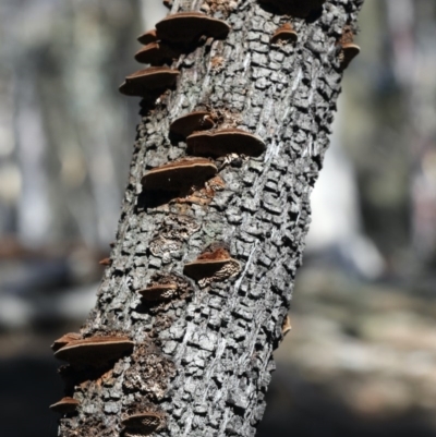 Phaeotrametes decipiens (A Polypore) at Majura, ACT - 8 Jun 2020 by jbromilow50