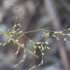 Juncus remotiflorus (A Rush) at Hackett, ACT - 3 Jun 2020 by Sarah2019