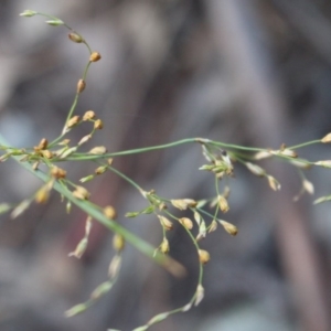 Juncus remotiflorus at Hackett, ACT - 3 Jun 2020