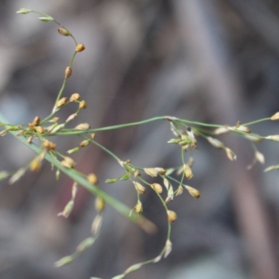 Juncus remotiflorus (A Rush) at Hackett, ACT - 3 Jun 2020 by Sarah2019