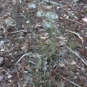 Juncus remotiflorus at Hackett, ACT - 3 Jun 2020