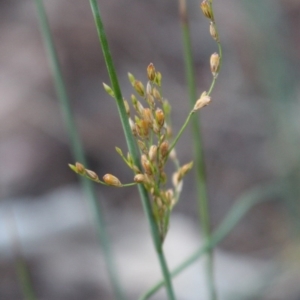 Juncus remotiflorus at Hackett, ACT - 3 Jun 2020