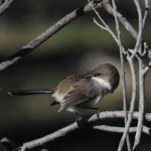 Malurus cyaneus at Majura, ACT - 8 Jun 2020 02:17 PM