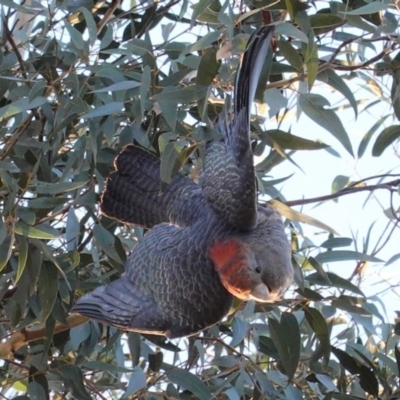 Callocephalon fimbriatum (Gang-gang Cockatoo) at Hughes, ACT - 8 Jun 2020 by JackyF