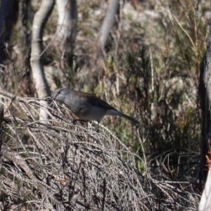 Colluricincla harmonica at Hackett, ACT - 8 Jun 2020