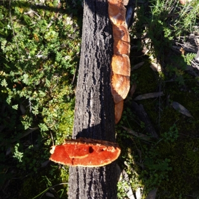 Trametes coccinea (Scarlet Bracket) at Majura, ACT - 8 Jun 2020 by JackyF