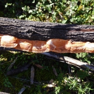 Trametes coccinea at Majura, ACT - 8 Jun 2020 12:20 PM