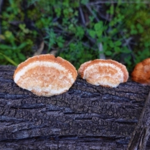 Trametes coccinea at Majura, ACT - 8 Jun 2020 12:20 PM