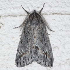 Chlenias banksiaria group (A Geometer moth) at Ainslie, ACT - 8 Jun 2020 by jb2602