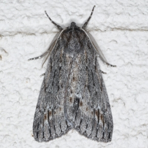 Chlenias banksiaria group at Ainslie, ACT - 8 Jun 2020