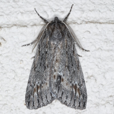 Chlenias banksiaria group (A Geometer moth) at Ainslie, ACT - 8 Jun 2020 by jb2602