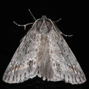 Chlenias banksiaria group at Ainslie, ACT - 8 Jun 2020