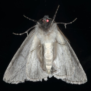 Chlenias banksiaria group at Ainslie, ACT - 8 Jun 2020