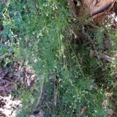 Clematis leptophylla (Small-leaf Clematis, Old Man's Beard) at Hackett, ACT - 8 Jun 2020 by JackyF